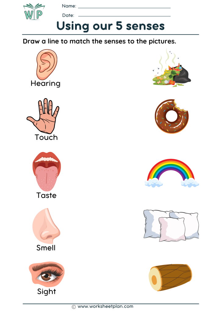 Using our 5 senses
