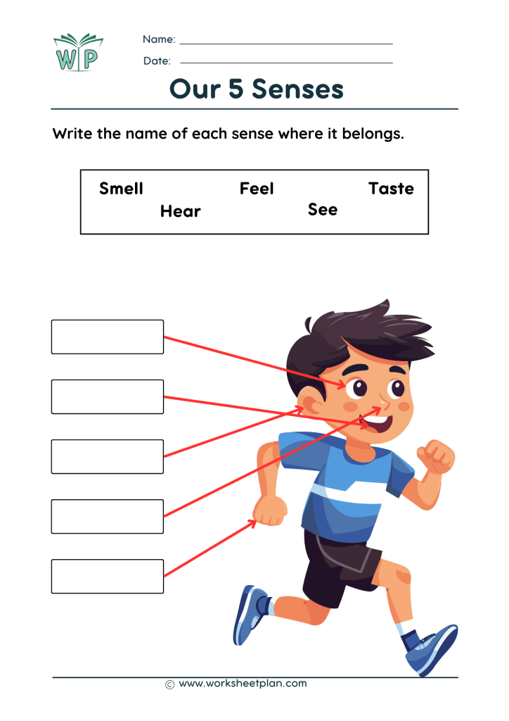 our 5 senses worksheets